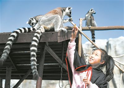 小學生與環尾狐猴互動。張進剛攝