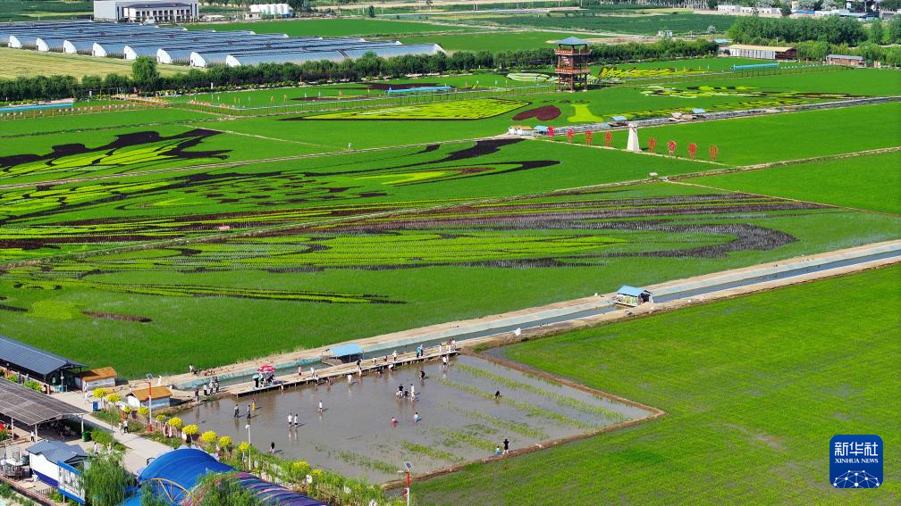 寧夏銀川：塞上稻田風光引游人